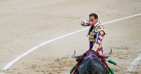Po wygraniu w maju wyborów nowa burmistrz Gijon, na północy Hiszpanii, Carmen Moriyon z regionalnej partii Foro Asturias przywraca walki z bykami. Korrida ma pojawić się już podczas sierpniowych festynów.