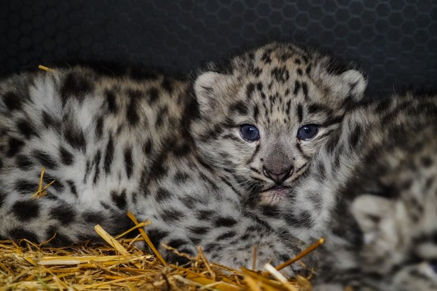 /Wrocławskie ZOO /Materiały prasowe