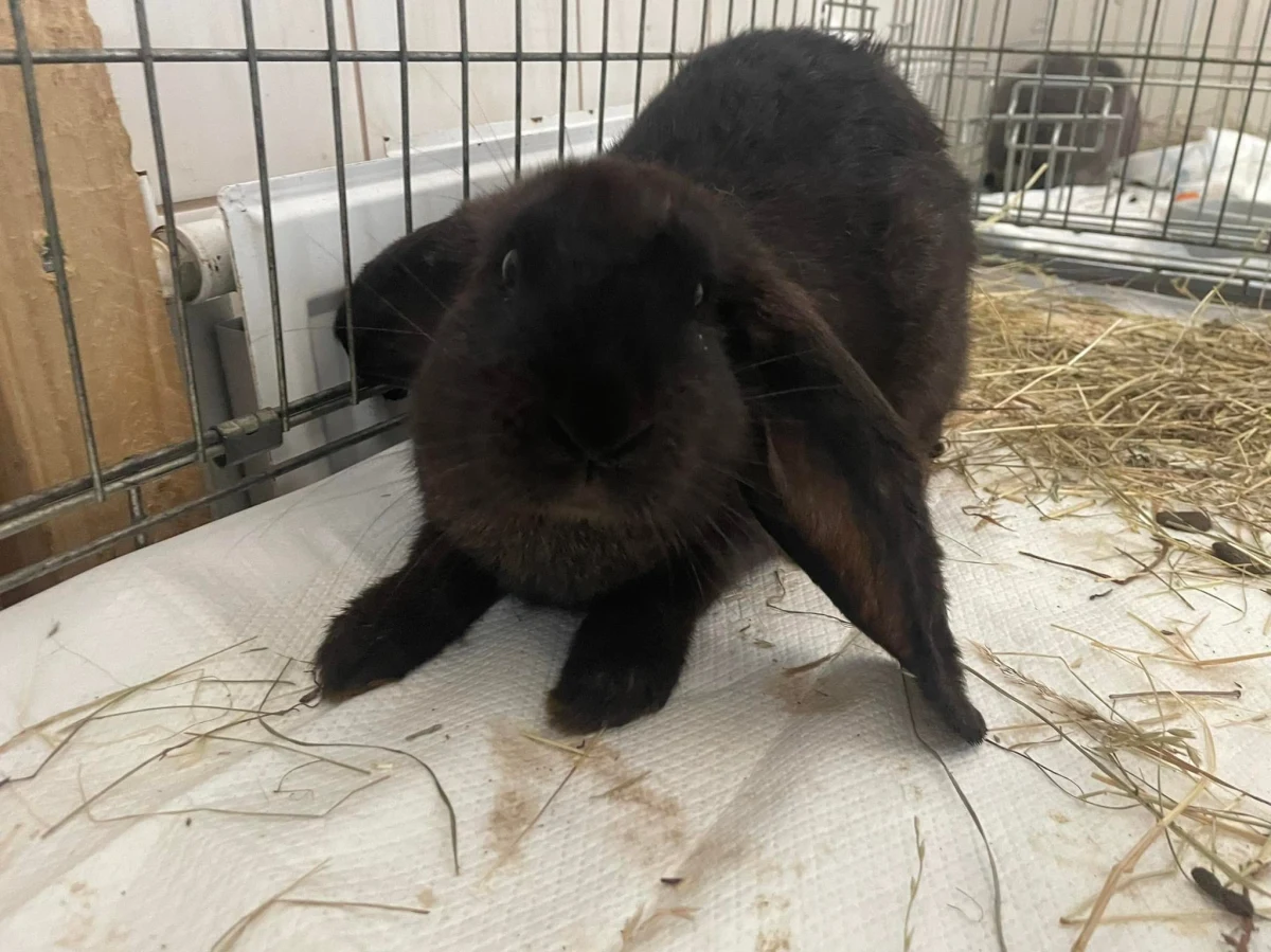 W ostatnich dniach do Schroniska dla Bezdomnych Zwierząt w Świdnicy trafiło kilkanaście królików w dramatycznie złym stanie - alarmują pracownicy tej placówki. Zwierzęta były przechowywane w skandalicznych warunkach, zaniedbane, chore i zagłodzone. Dwa młode osobniki zmarły, u dwóch innych stwierdzono martwicę nóg.