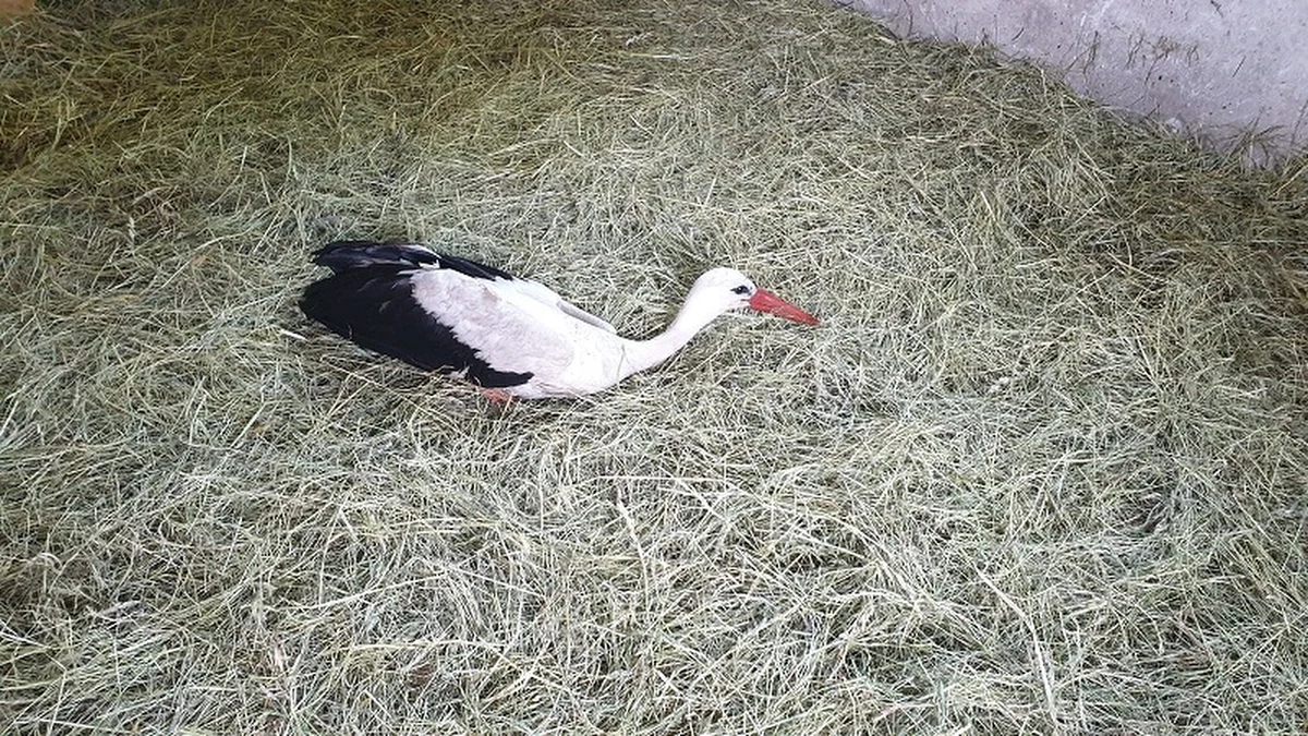 Policjanci z Jabłonki w powiecie nowotarskim, pomogli rannemu bocianowi, którego zauważył kierowca jadący drogą krajową nr 7. Ptak ze złamaną nogą trafił pod opiekę lekarza weterynarii i otrzymał fachową pomoc, a następnie do ośrodka rehabilitacji dzikich zwierząt, gdzie będzie wracał do zdrowia.