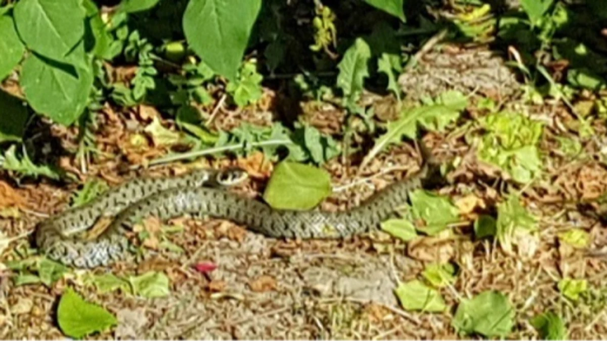Straż Miejską w Płocku zaalarmowała mieszkanka jednego z osiedli na peryferiach miasta, która idąc chodnikiem napotkała węża. Okazało się, że był to zaskroniec - gatunek będący pod ochroną. Z pomocą przybył pracownik zoo. Wąż został przewieziony w bezpieczne miejsce.
