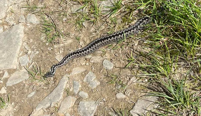 Żmija ukąsiła turystę w górach. Mężczyzna trafił do szpitala