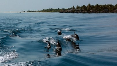 Rosjanie szkolą delfiny do ochrony Floty Czarnomorskiej