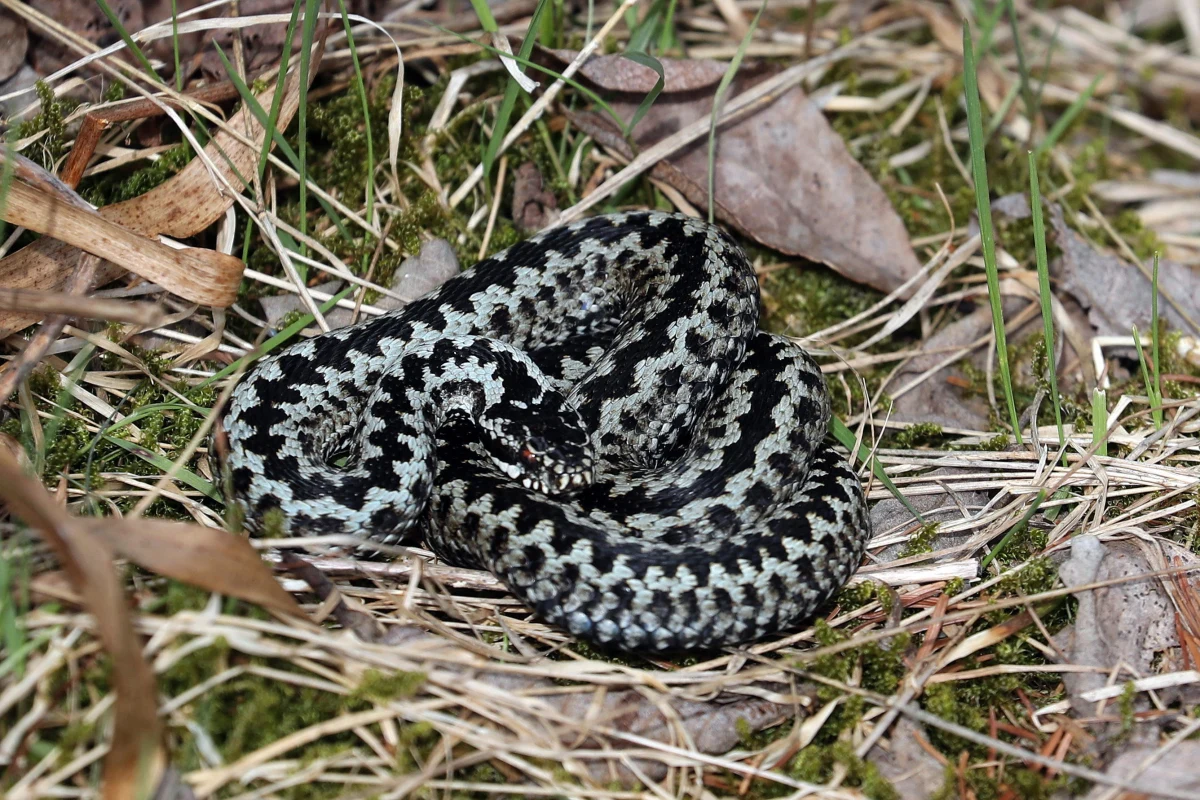 ​Żmija ukąsiła mężczyznę w okolicach szczytu Kiczory w Beskidzie Śląskim. Gdy dotarli do niego ratownicy, był już we wstrząsie anafilaktycznym. Jego życie było zagrożone. Trafił do szpitala - podali ratownicy Grupy Beskidzkiej GOPR. Goprowcy ostrzegają przed żmijami, które w tym okresie są bardzo aktywne.