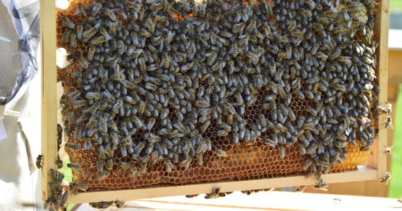 Pszczoły żyjące w pasiece miejskiej w Rzeszowie dały ponad 100 litrów miodu. Szóste już miodobranie odbyło się na początku czerwca.

