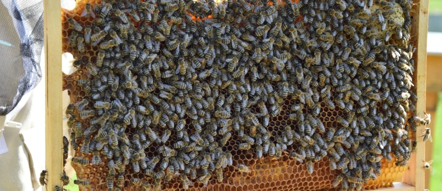 Pszczoły żyjące w pasiece miejskiej w Rzeszowie dały ponad 100 litrów miodu. Szóste już miodobranie odbyło się na początku czerwca.

