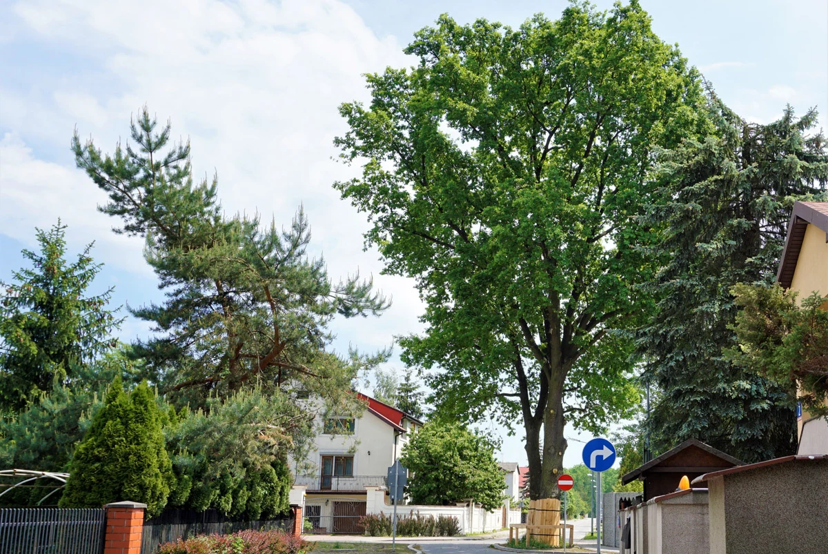 Jeszcze tylko do końca czerwca do północy można oddawać głosy w konkursie Klubu Gaja Drzewo Roku 2023. W plebiscycie bierze udział 16 najciekawszych drzew z całej Polski, wybranych do finału przez jury konkursowe. Na 2. miejscu z prawie 2 tysiącami głosów znajdują się obecnie aż dwa dęby z Mazowsza.
