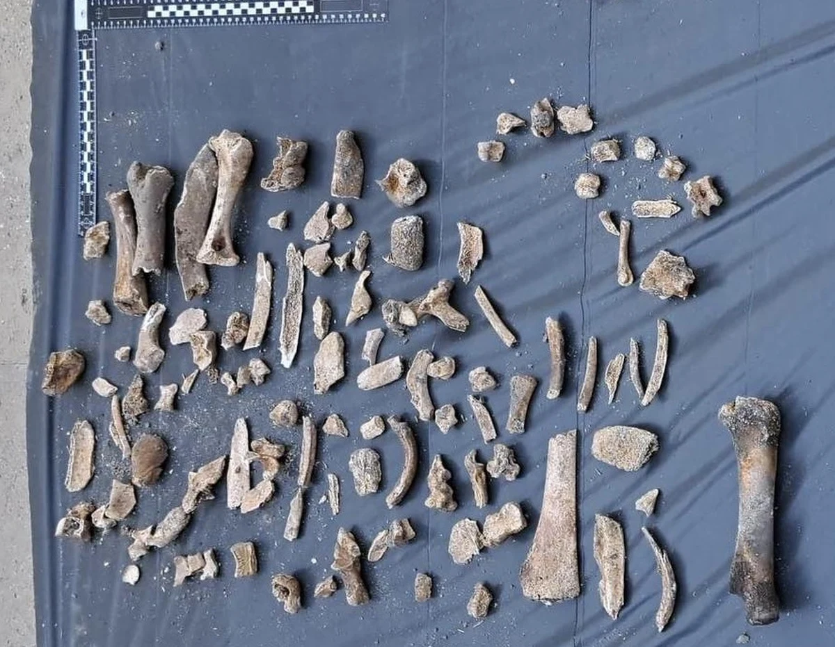 Podczas prac na remontowanej ul. Legionów w Łodzi znaleziono ludzkie szczątki. Zdaniem archeologów, ma to związek ze znajdującym się nieopodal budynkiem, w którym od końca XIX wieku do roku 1953 działało więzienie.