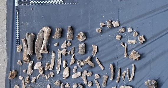 Podczas prac na remontowanej ul. Legionów w Łodzi znaleziono ludzkie szczątki. Zdaniem archeologów, ma to związek ze znajdującym się nieopodal budynkiem, w którym od końca XIX wieku do roku 1953 działało więzienie.