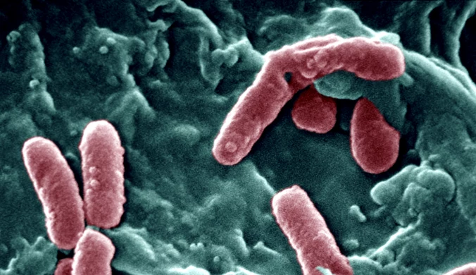 Bakterie oporne na antybiotyki. Są groźniejsze od grypy i AIDS