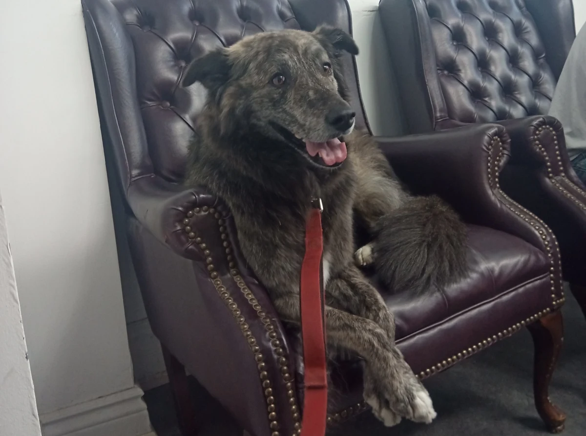 Mieszkańcy Toronto niedługo wybiorą nowego burmistrza. Poprzedni - jak informuje BBC - musiał ustąpić po tym, jak ujawniono, że miał romans z pracownicą ratusza. W zbliżających się wyborach mieszkańcy będą wybierać ze 102 kandydatów. Na liście znalazł się m.in... pies. 