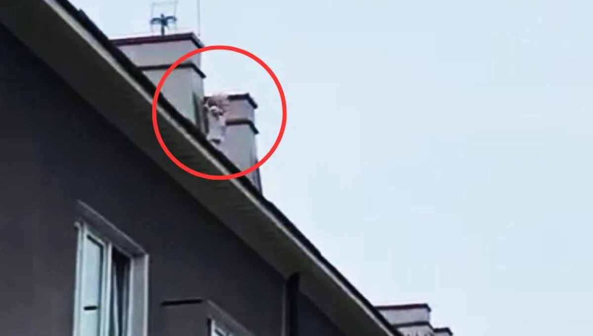 Dramatycznie wyglądająca sytuacja rozegrała się na warszawskim Ursynowie. Na dachu jednej z kamienic zauważono 4-letnią dziewczynkę, która zbliżała się do krawędzi budynku. Na szczęście szybka interwencja policjantów oraz strażaków zapobiegła tragedii, do której mogło dojść. Dziecko udało się bezpiecznie ściągnąć. Zatrzymana 41-letnia matka dziecka usłyszała zarzut narażenia córki na bezpośrednie niebezpieczeństwo utraty życia albo ciężkiego uszczerbku na zdrowiu. 