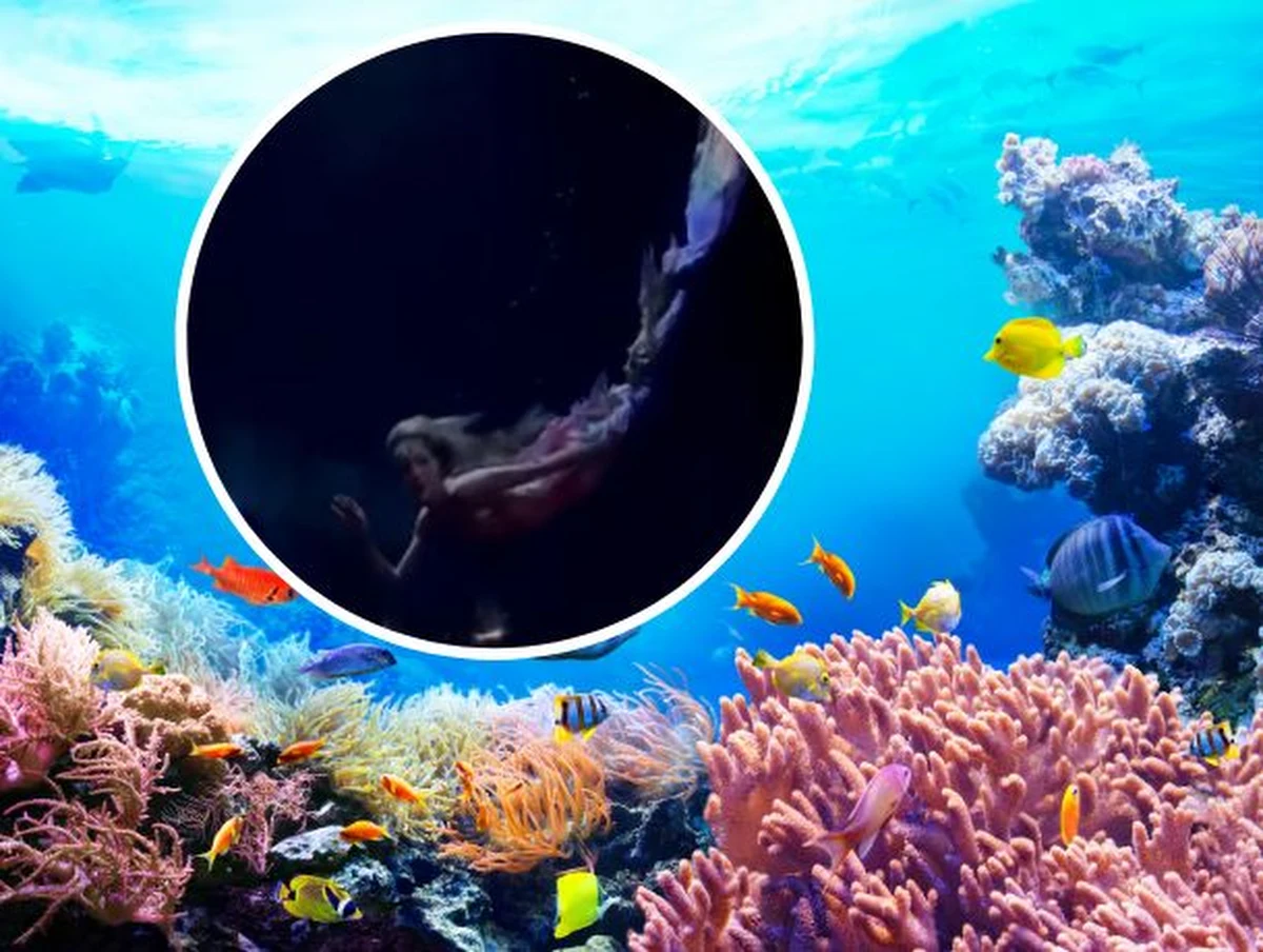 Niezwykła atrakcja dla turystów w Paryżu. Nocny klub zorganizowano w stołecznym akwarium l’Aquarium de Paris. Można tam tańczyć do białego rana w towarzystwie rekinów, płaszczek, tuńczyków, a nawet… morskich syren.