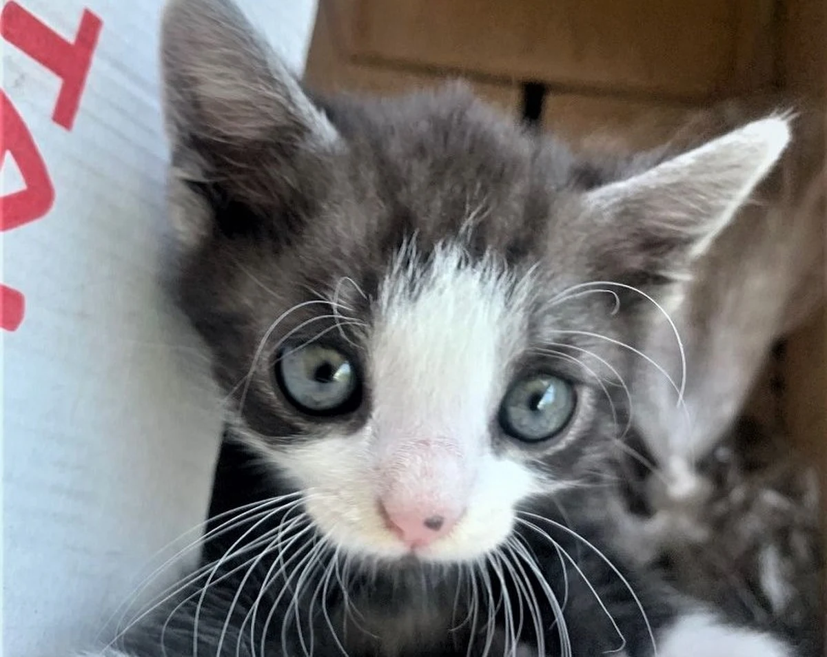 Policjanci w Legnicy zatrzymali do kontroli kierowcę ciężarówki, który przekroczył dopuszczalną prędkość. Chwilę później okazało się, że nie jest to jedyne przewinienie mężczyzny. Wyszło na jaw, że jest on poszukiwany do odbycia kary pozbawienia wolności. Ostatecznie trafił za więzienne kraty, a jadącym z nim pasażerem - małym kotkiem - zajęli się legniccy mundurowi.