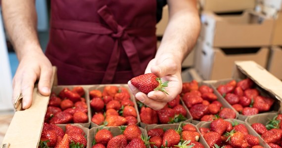 Policjanci z Rawy Mazowieckiej zatrzymali dwie osoby, które oszukiwały przy sprzedaży truskawek. W sumie oszukali firmę skupującą owoce na blisko ćwierć miliona złotych. Grozi im do 8 lat więzienia. 