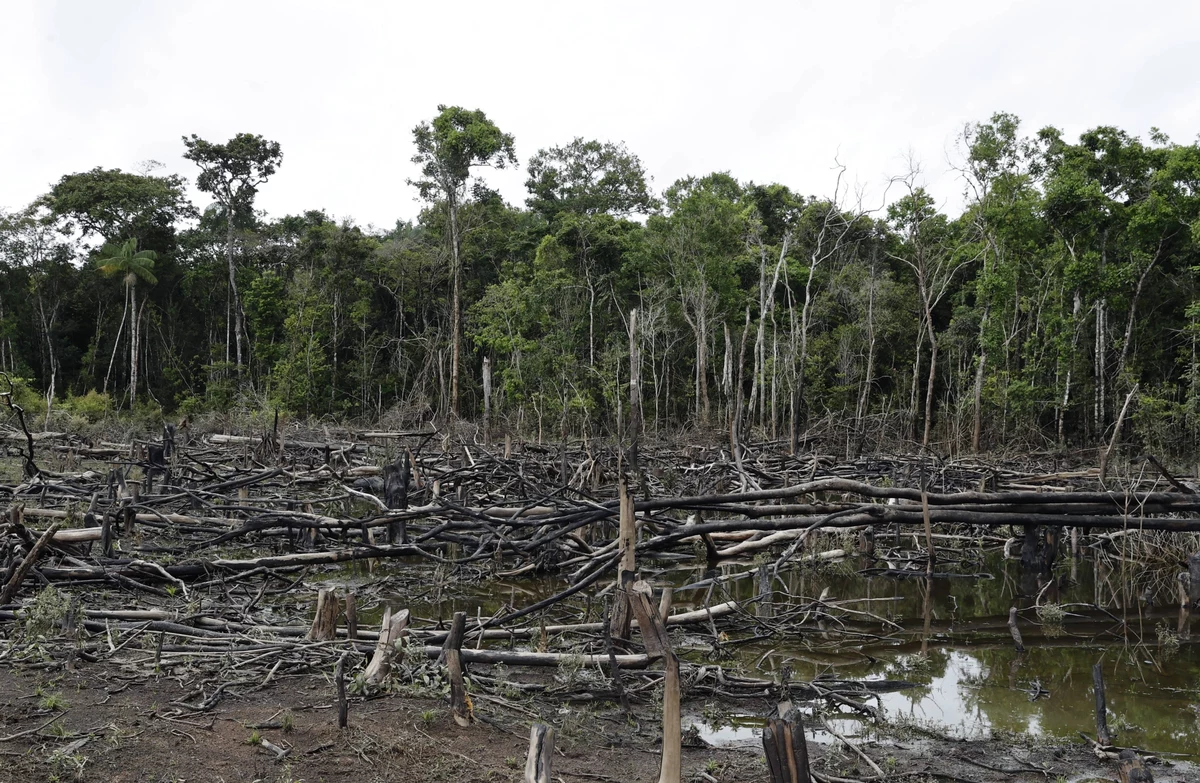W zeszłym roku z powierzchni Ziemi zniknął obszar lasów tropikalnych równy wielkości całej Szwajcarii – wynika z najnowszych danych Global Forest Watch. Co minutę wycinano albo wypalano strefę, którą można porównać do 11 boisk piłkarskich. W wylesianiu przodowała Brazylia. 