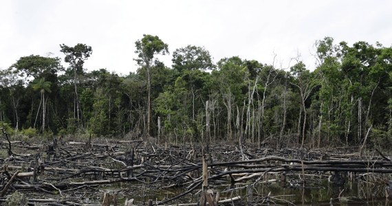 W zeszłym roku z powierzchni Ziemi zniknął obszar lasów tropikalnych równy wielkości całej Szwajcarii – wynika z najnowszych danych Global Forest Watch. Co minutę wycinano albo wypalano strefę, którą można porównać do 11 boisk piłkarskich. W wylesianiu przodowała Brazylia. 