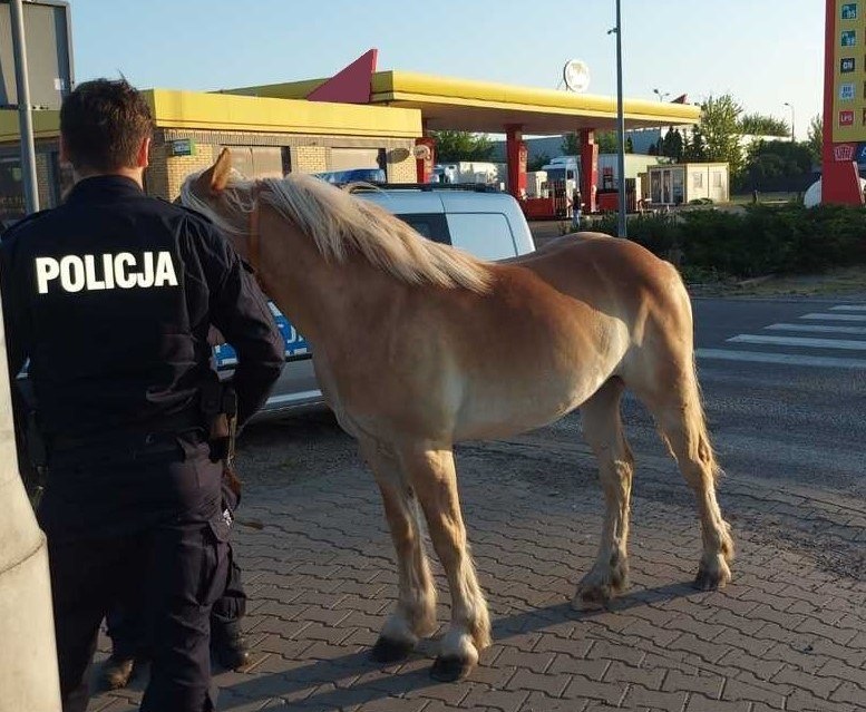 /Mazowiecka Policja /