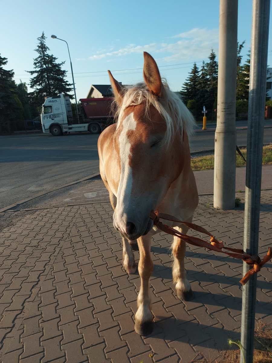 /Śląska policja /