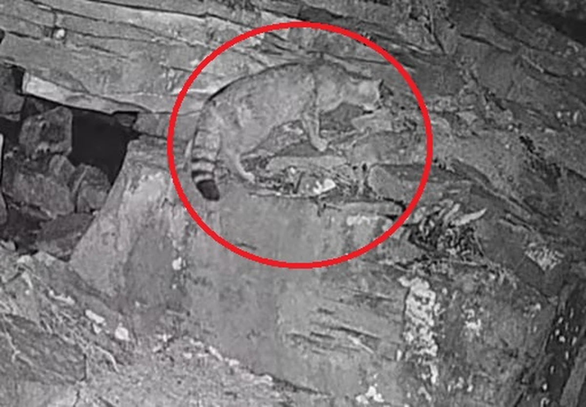 Fotopułapka na Babiej Górze nagrała żbika. To pierwszy taki przypadek w Babiogórskim Parku Narodowym. „W końcu i nam udało się uchwycić dzikiego mruczusia” - oznajmili przyrodnicy z parku przypominając, że ten kot leśny prowadzi niezwykle skryte życie.