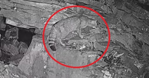Fotopułapka na Babiej Górze nagrała żbika. To pierwszy taki przypadek w Babiogórskim Parku Narodowym. „W końcu i nam udało się uchwycić dzikiego mruczusia” - oznajmili przyrodnicy z parku przypominając, że ten kot leśny prowadzi niezwykle skryte życie.