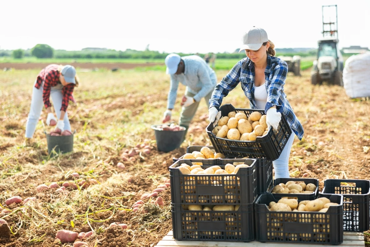 Gastronomia, hotelarstwo i rolnictwo - w tych branżach najłatwiej będzie w tym roku znaleźć pracę sezonową. Młodzi ludzie chcący dorobić w wakacje mogą liczyć na zarobki do nawet 40 złotych za godzinę brutto. Na jakich stanowiskach najlepiej szukać pracy? Czy wyjazd za granicę w celach zarobkowych w ogóle będzie się w tym roku opłacać? I na co uważać, by nie dać się oszukać nieuczciwym pracodawcom? Przygotowaliśmy dla Was specjalny poradnik.