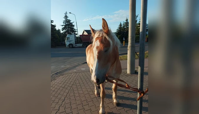 Radom: Samotny koń biegał po ulicy. Zatrzymał go policjant