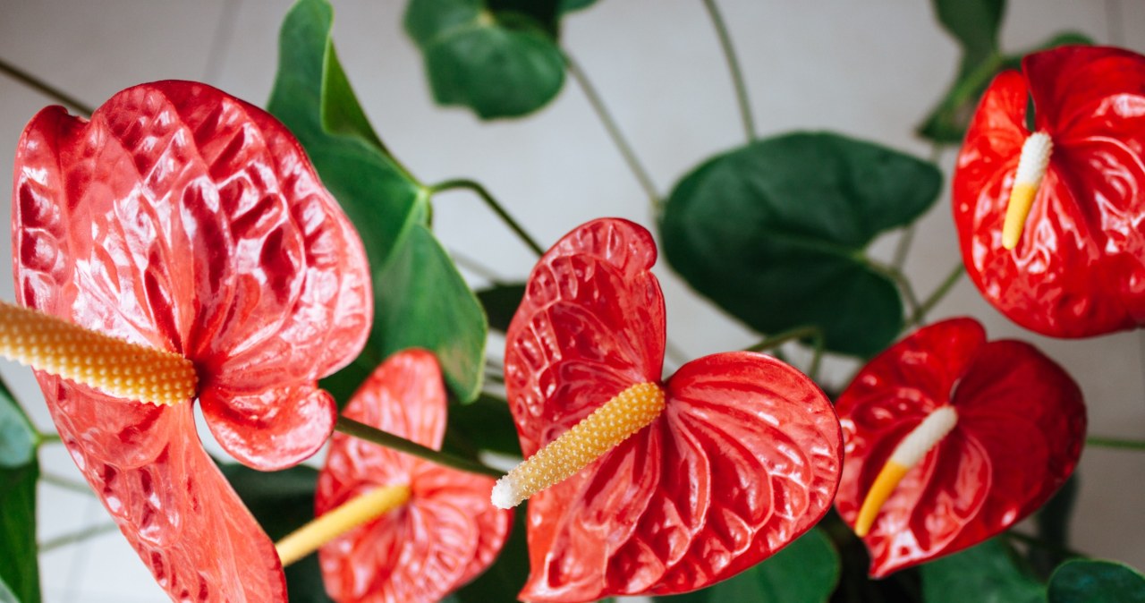 Anturium przycinaj tylko w ten sposób. Inaczej zniszczysz całą roślinę