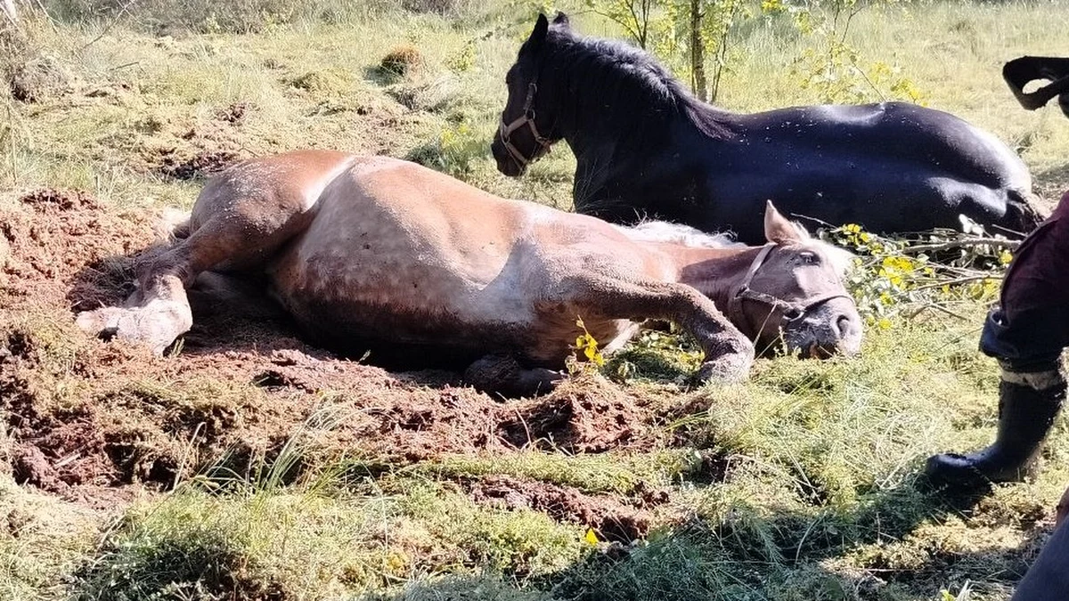 Strażacy pomogli wydostać się dziewięciu koniom, które ugrzęzły na bagnistym terenie koło Kartuz na Pomorzu. Akcja służb trwała ponad 3 godziny.