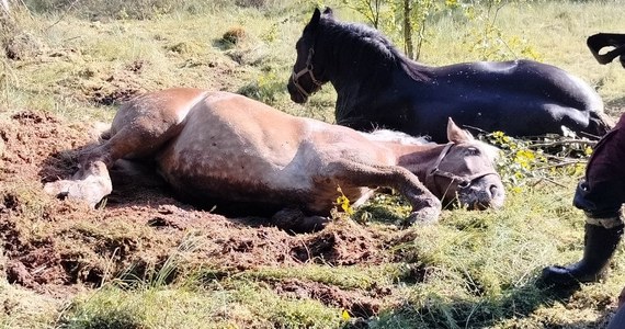 Strażacy pomogli wydostać się dziewięciu koniom, które ugrzęzły na bagnistym terenie koło Kartuz na Pomorzu. Akcja służb trwała ponad 3 godziny.