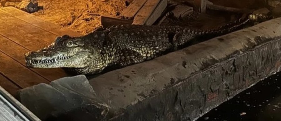 Jest decyzja prokuratury ws. zarzutów dla mężczyzny, który w Sosnowcu trzymał na posesji krokodyle oraz inne zwierzęta. Jeden z krokodyli padł, a drugi został przetransportowany do ogrodu zoologicznego w Poznaniu. Zarzuty właścicielowi zwierząt będzie stawiać policja.
