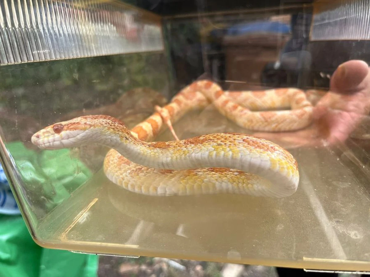 Gdańscy policjanci interweniowali w związku z nietypowym zgłoszeniem. Dotyczyło ono węża pełzającego przed klatką jednego z bloków w dzielnicy Orunia. Gad okazał się niejadowity, a po odłowieniu trafił do lecznicy.