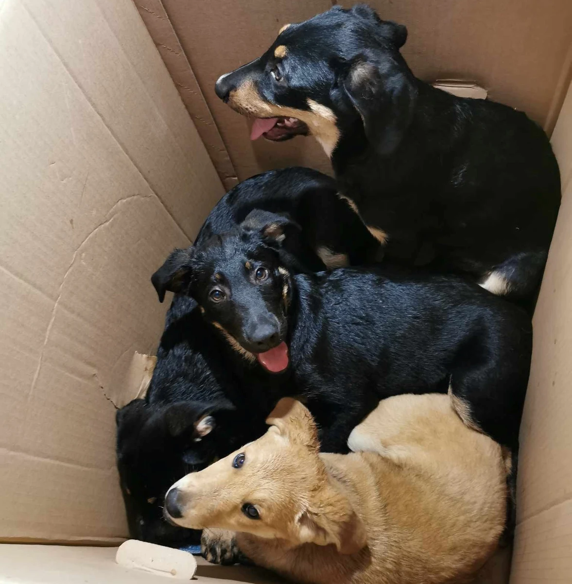 Szczeniaki w zaklejonych kartonach znaleziono na wrocławskim osiedlu Brochów. Ktoś wyrzucił małe psy w pudełkach w krzaki. Zwierzętom na szczęście nic się nie stało. Trafiły do schroniska.