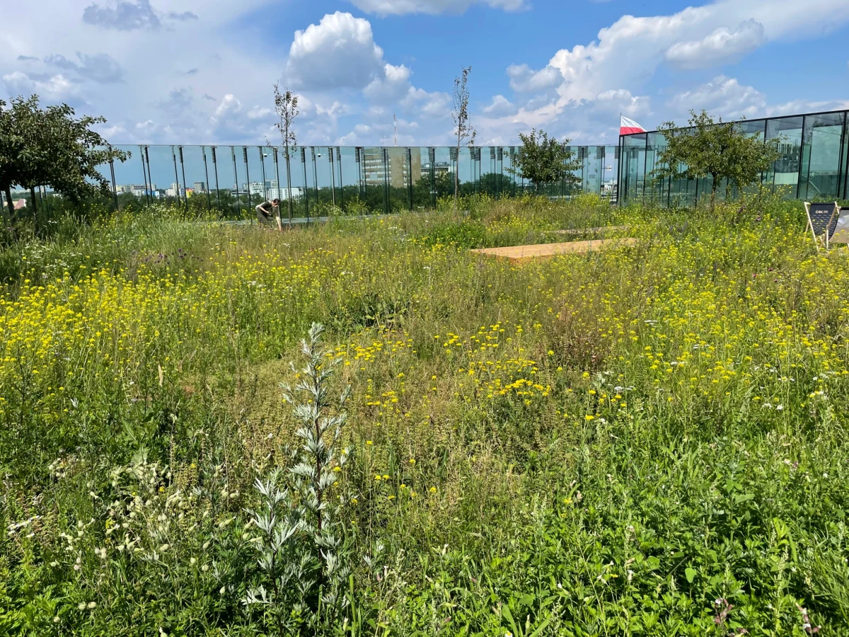 ​Łąka w środku Lublina, w zupełnej ciszy i bez spalin? Takie atrakcje zapewnia Centrum Spotkania Kultur. Po rewitalizacji otwarto taras, na którym przygotowano podesty i leżaki do relaksu wśród roślin.
