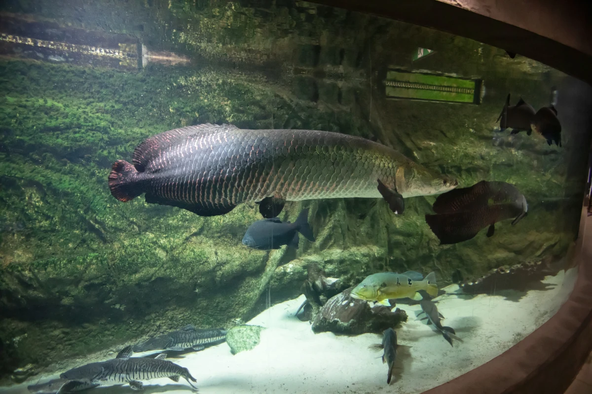 Na nocny biwak pod namiotem, połączony ze zwiedzaniem i niespodziankami dla najmłodszych gości, zaprasza w piątek wieczorem zoo w Płocku. Będzie to kolejna "Zoonooc", która organizowana jest tam od 2013 r. Jedną z atrakcji będzie karmienie zwierząt już po sobotniej pobudce.