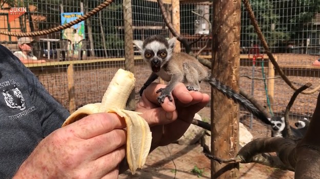 Bohaterem tego nagrania jest mały lemur. Zwierzę zajada banana ze smakiem z rąk cierpliwego opiekuna. 