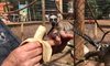Mały lemur zajada się bananem. Urocze