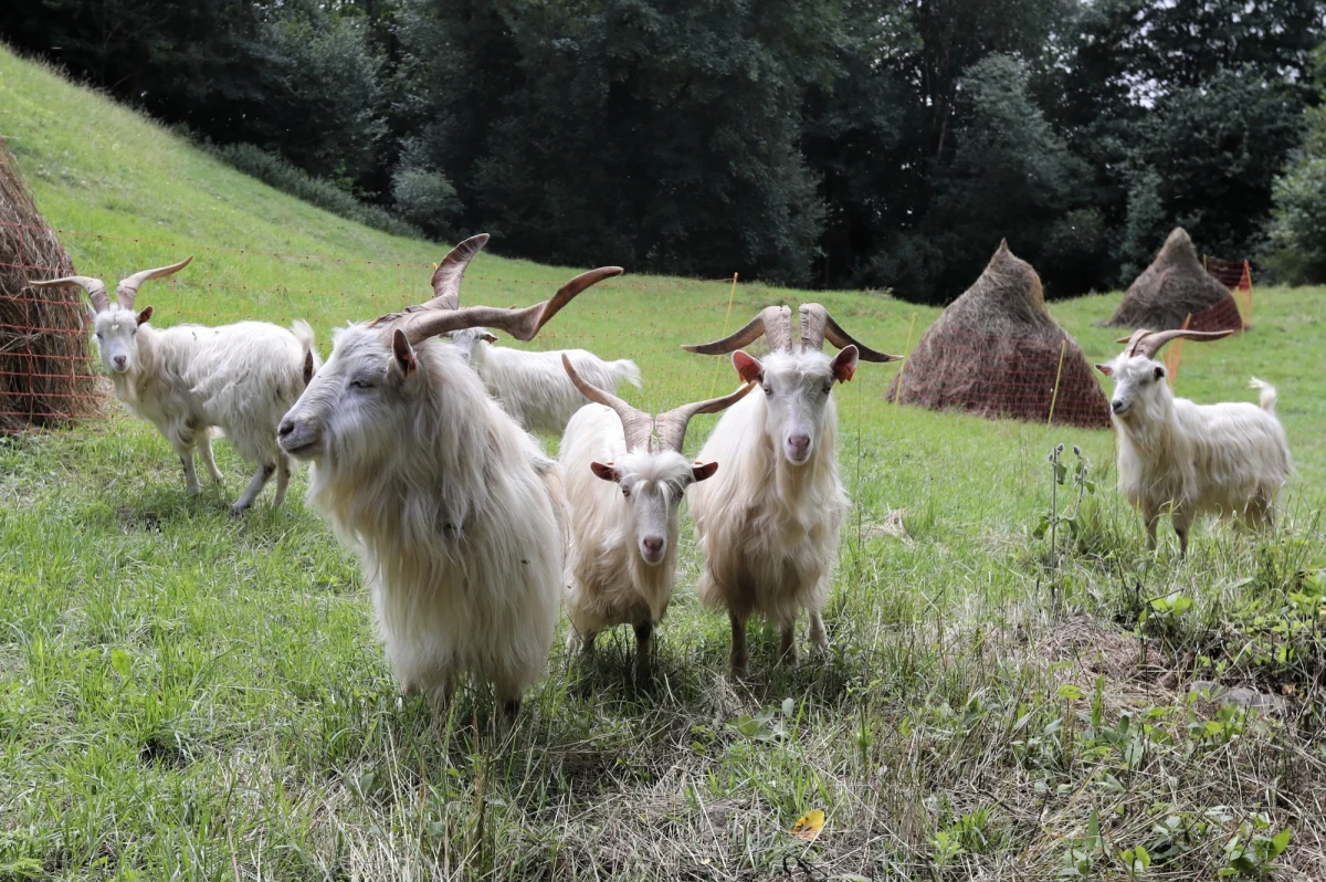 Na Wzgórzu Zamkowym w Pienińskim Parku Narodowym pojawiło się stado kóz karpackich, które mają pomóc w ochronie cennej przyrodniczo murawy kserotermicznej Festuco-Brometea, której grozi zarastanie – poinformowali w piątek przedstawiciele PPN.