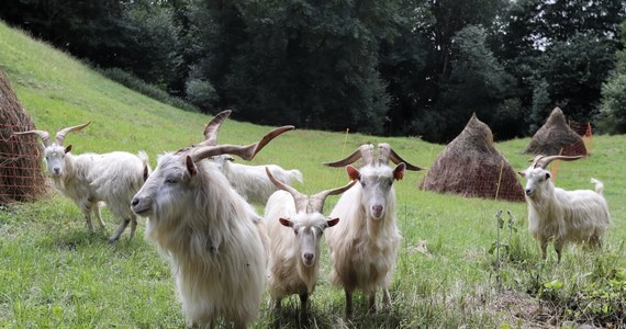 Na Wzgórzu Zamkowym w Pienińskim Parku Narodowym pojawiło się stado kóz karpackich, które mają pomóc w ochronie cennej przyrodniczo murawy kserotermicznej Festuco-Brometea, której grozi zarastanie – poinformowali w piątek przedstawiciele PPN.