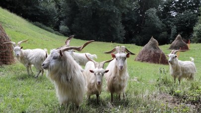 Kozy karpackie pomogą chronić cenne murawy w Pieninach