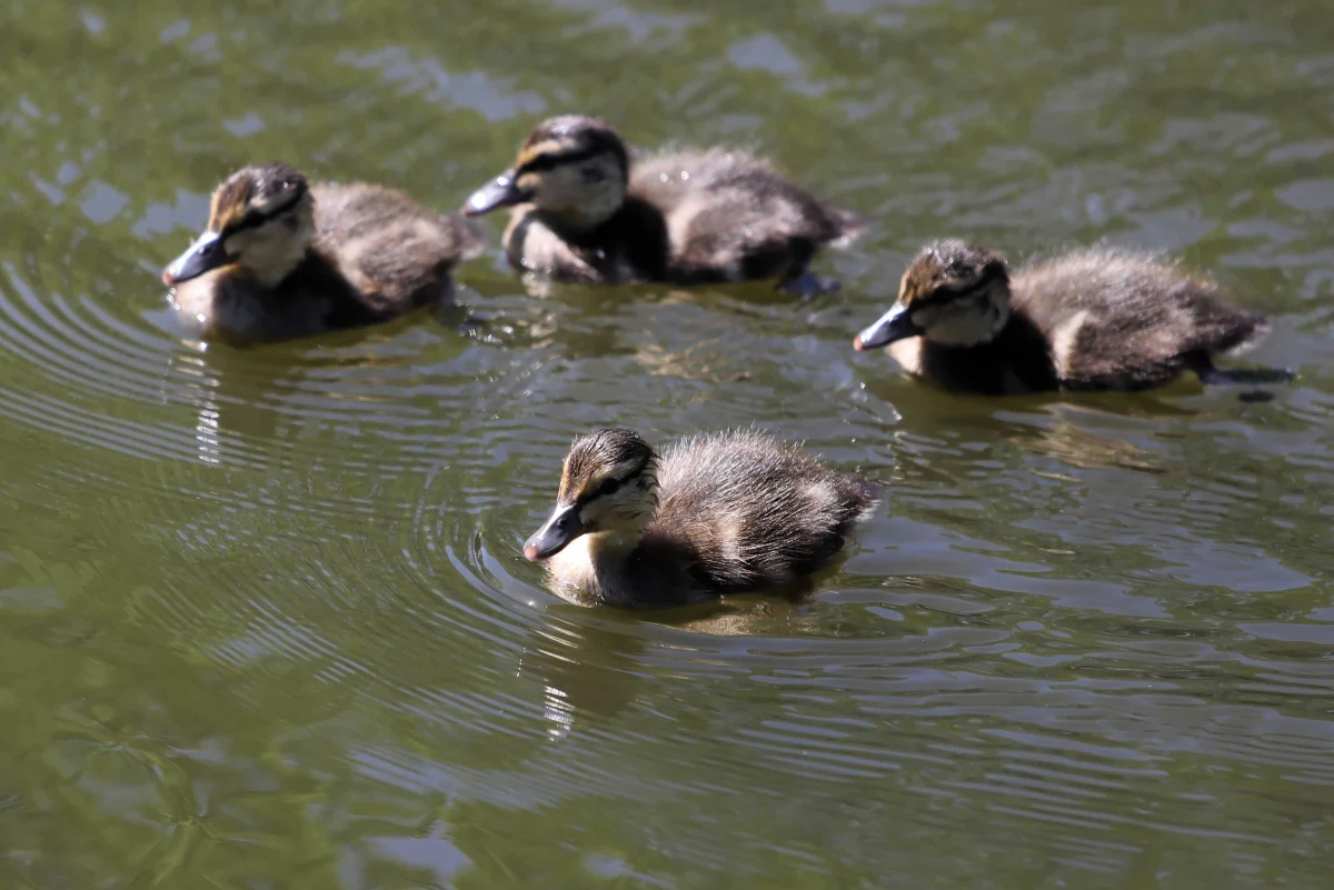 Pięć małych kaczek utknęło w zbiorniku technicznym przy elektrociepłowni Siekierki. Na szczęście, dzięki szybkiej reakcji i współpracy Ekopatrolu straży miejskiej i strażaków małe kaczki zostały uratowane.