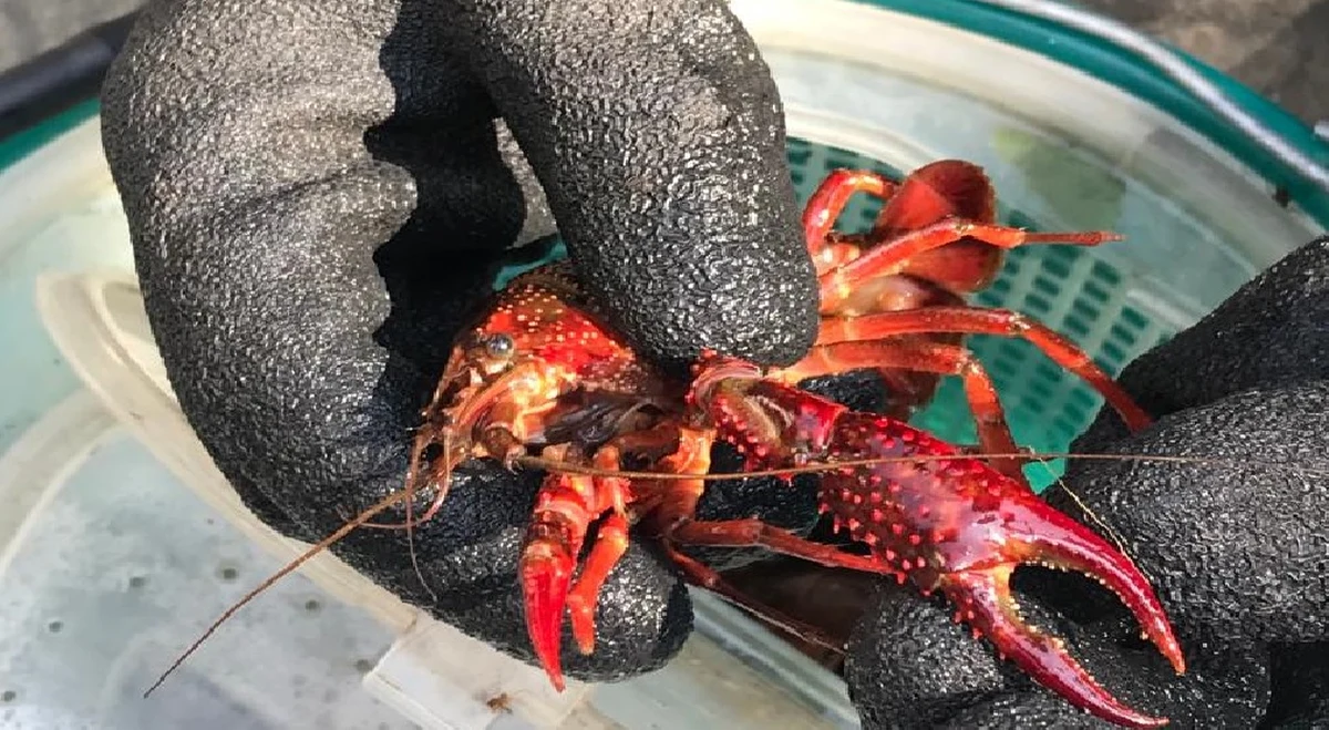 Co najmniej kilkaset raków luizjańskich znaleziono w zbiornikach wodnych na terenie Lasku Dębińskiego w Poznaniu. To prawdziwa plaga - mówią specjaliści. Polskie wody nie są naturalnym środowiskiem raka luizjańskiego, który został wpisany na listę gatunków zagrażających Unii Europejskiej. Te zwierzęta potrafią wyrządzić poważne szkody dla ekosystemu.