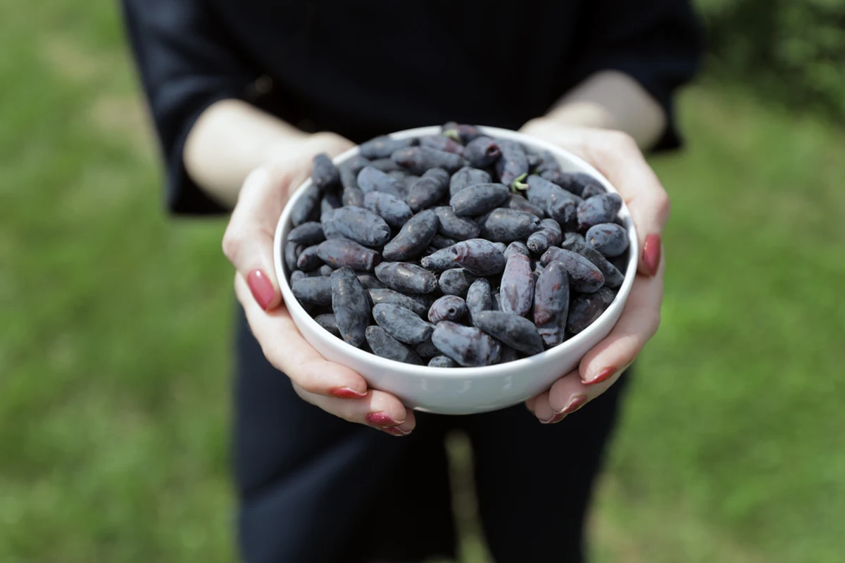 Na jagodobranie zapraszają w czasie tego weekendu plantatorzy jagody kamczackiej z czterech województw. Każdy chętny może przyjechać, własnoręcznie zerwać owoce, a potem zapłacić za nie mniej niż w sklepie. W akcji udział biorą wybrane plantacje z Wielkopolski, Lubelszczyzny, Podlasia i województwa łódzkiego. Tydzień temu jagodobranie organizowali między innymi plantatorzy z Mazowsza.