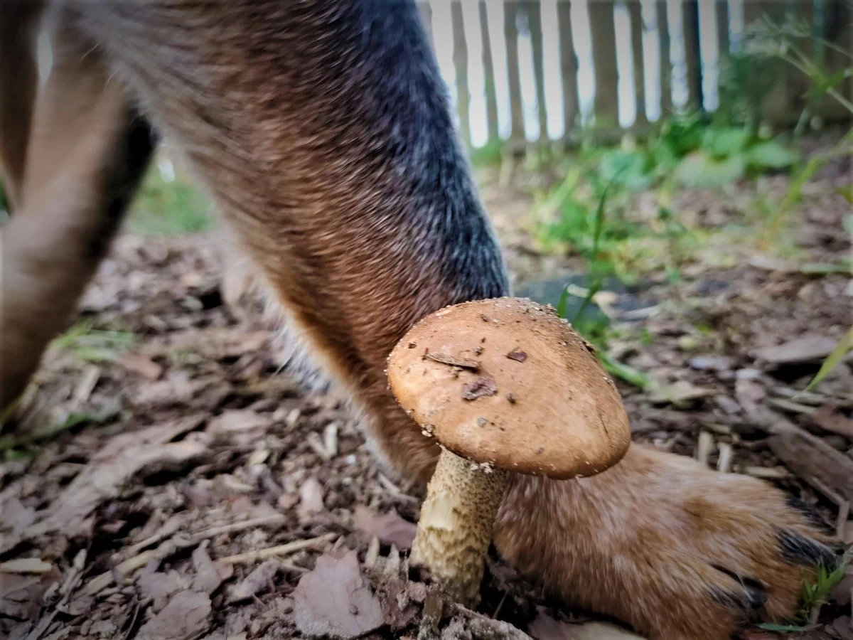 Pierwszy lipca to Dzień Psa. To jest polskie święto, wyraz naszej wrażliwości w reakcji na ... naszą niewrażliwość w stosunku do innych istotnych istot. Obchody Dnia Psa w Polsce ustanowiono w 2007 roku z inicjatywy magazynu „Przyjaciel Pies”.  Latem najwięcej czworonogów trafia do schronisk, bo ich "opiekunowie" chcą mieć spokojną głowę podczas lipcowego urlopu. Pies mógłby w wakacje wyprowadzać Panią czy Pana z równowagi, więc wyprowadza się go z domu i prowadzi na smyczy do "przechowalni", jak zbędną rzecz. To smutne, ale niech się na takim minorowym nastroju nie kończy mój wpis. Mam gorzko-słodki wierszyk. Napisałem go na tę okazję, dedykując te proste rymy licznym ludziom w RMF oraz słuchającym naszych stacji radiowych, dla których "czynnik PSI" jest ważny, a czasem najważniejszy w ich człowieczym życiu. Jest też moja wyjątkowa, ukochana Adresatka. Często wydaje mi się, że nikt na świecie nie kocha tak piesków jak Ona. Wiem, że to przesada. Jednak naprawdę tak to widzę.