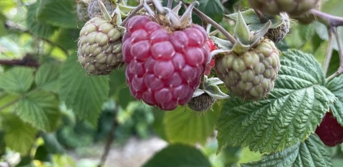 ​Plantatorzy malin z Lubelszczyzny skarżą się na swoją dramatyczną sytuację i nie wykluczają protestów. Skupy płacą im jedynie 4-5 złotych za kilogram owoców. Przy takiej cenie, po zapłaceniu pracownikom, rolnikom nie zostaje praktycznie nic.