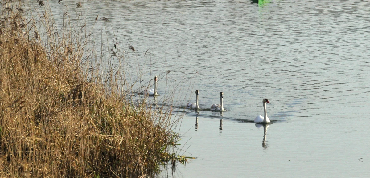 W poniedziałek ruszy mechaniczne koszenie dna rzeki Łyny, które obejmie odcinek od Olsztyna do Bartąga - zapowiedziały Wody Polskie. Możliwe są utrudnienia dla kajakarzy i wędkarzy.