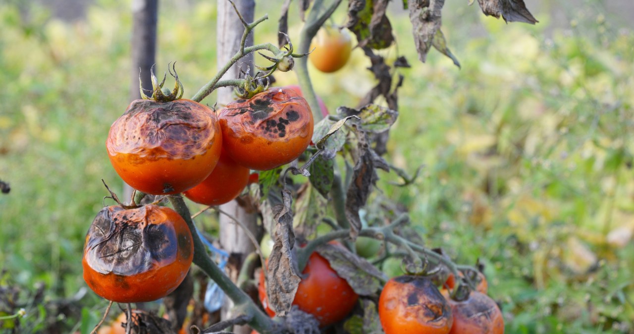 Zaraza ziemniaczana zniszczyła pomidory? Posadź to na grządkach, by odkazić ziemię