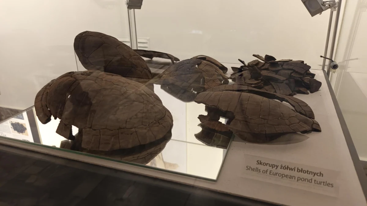 Jak żyli nasi przodkowie ponad 10 tysięcy lat temu? Odpowiedzi na to pytanie może być kilka i zależą one od miejsca, w którym prowadzimy badania. Jednym z takich miejsc jest Krzyż Wielkopolski, gdzie naukowcy z Polskiej Akademii Nauk odkryli szczątki tzw. zbieraczy-łowców. 