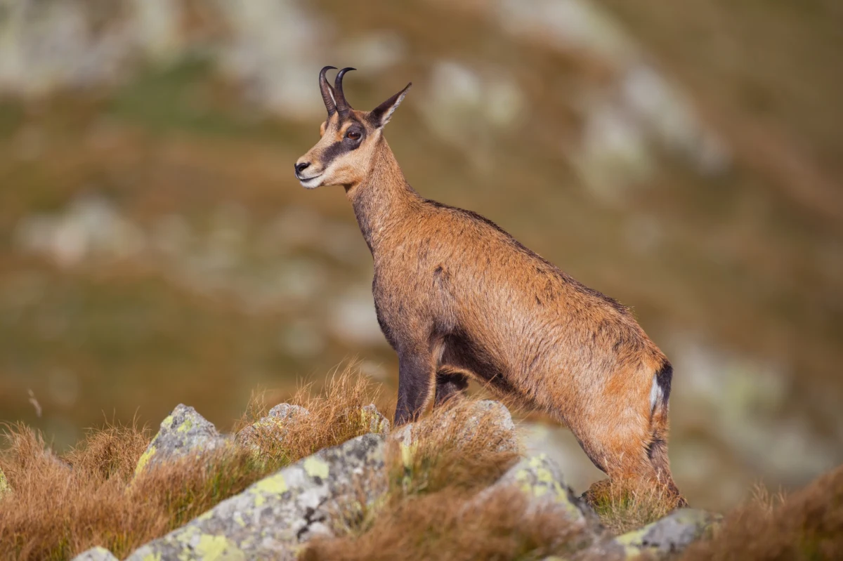 816 kozic naliczyli przyrodnicy podczas letniej akcji liczenia tych chronionych zwierząt w całych Tatrach. Po słowackiej stronie żyje 555 osobników, a po polskiej 261 - poinformował Tatrzański Park Narodowy na Słowacji (TANAP).

