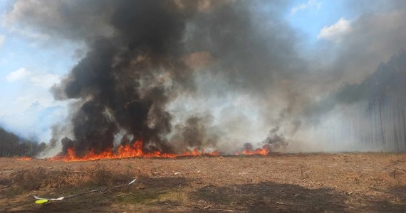 Dwóch strażaków Ochotniczej Straży Pożarnej zostało poszkodowanych podczas akcji gaszenia pożaru lasu w rejonie miejscowości Świętno i Wilcze w Wielkopolsce. Obaj trafili do szpitala.